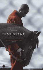 Mustang: Yabani At-Seyret